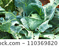 White cabbage growing in the garden, top view. A 110369820