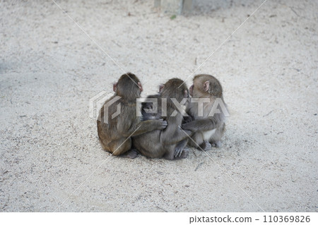 three monkeys cuddling three monkeys cuddling 110369826