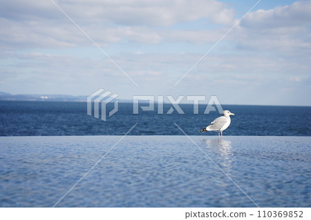 Seagull floating in the sea Seagull floating in the sea 110369852