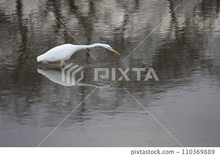 A white heron walking along the Moto-Arakawa River near Hasuda City, Saitama Prefecture in winter 110369889