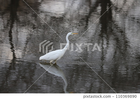 A white heron walking along the Moto-Arakawa River near Hasuda City, Saitama Prefecture in winter A white heron walking along the Moto-Arakawa River near Hasuda City, Saitama Prefecture in winter 110369890