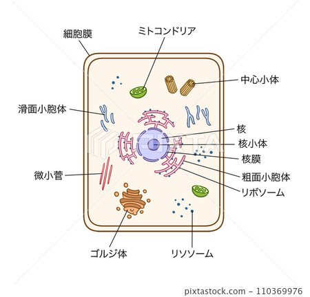 細胞結構，簡單，有名字 110369976