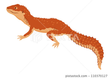 Lizard icon. Tropical colorful decorative amphibian. Fauna character in wildlife or zoo. Wildlife colorful creature isolated on white vector illustration Lizard icon. Tropical colorful decorative amphibian. Fauna character in wildlife or zoo. Wildlife colorful creature isolated on white vector illustration 110370127