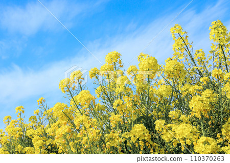 Rapeseed flowers blooming in the blue sky Rapeseed flowers blooming in the blue sky 110370263