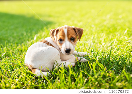 Two months old Jack Russel Terrier puppy laying on green grass 110370272