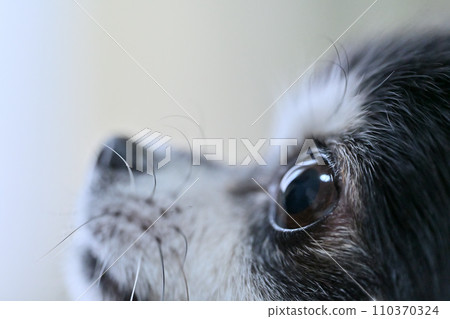 可愛的吉娃娃犬的個人資料特寫 可愛的吉娃娃犬的個人資料特寫 110370324
