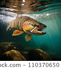Brown trout 110370650
