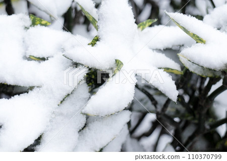 Snow-covered broad-leaved trees 110370799
