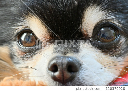 Close-up of a cute Chihuahua. Apple head, which is familiar to Chihuahuas. 110370928