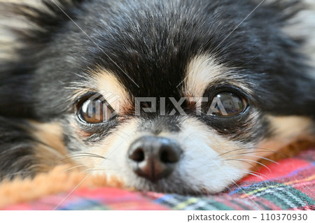 Close-up of a cute Chihuahua. Apple head, which is familiar to Chihuahuas. 110370930