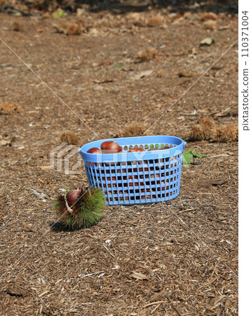 Chestnut Chestnut 110371004