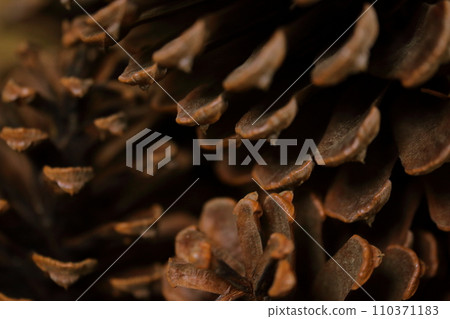 Close-up of pine cones (background material) 110371183