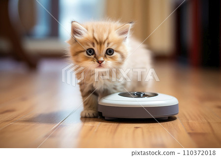 Adorable kitten play with robot vacuum cleaner at home 110372018