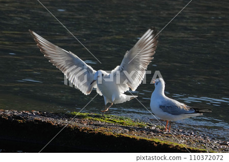 seagull 110372072