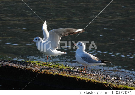 seagull seagull 110372074