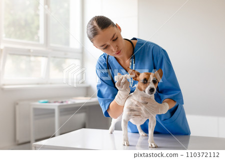 Woman vet preparing ear treatment for a small dog 110372112