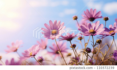 Closeup on purple daisies with blue sky background 110372239