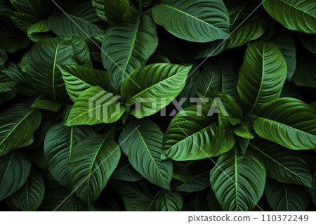 Background with dark green tropical leaves Background with dark green tropical leaves 110372249