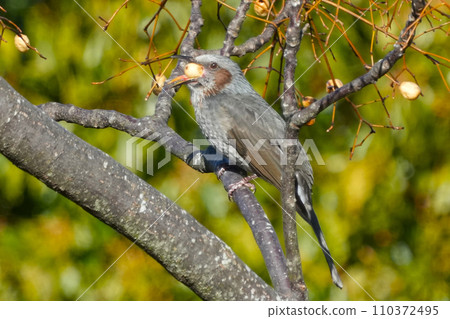 Bulbul resting in the morning sun Bulbul resting in the morning sun 110372495