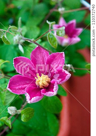 Purple clematis flowers blooming after the rain (vertical composition) Purple clematis flowers blooming after the rain (vertical composition) 110372740