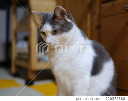 4 year old female cat staring at one point, 51.4 million pixels 110372880