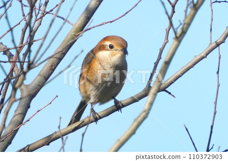 Mos 110372903