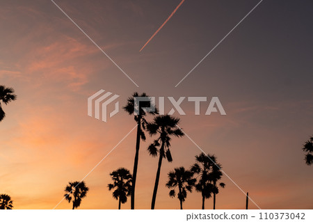 Sunrise landscape with sugar palm trees on the paddy field in morning. Sunrise landscape with sugar palm trees on the paddy field in morning. 110373042