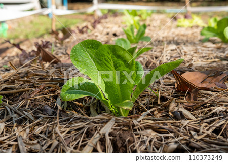 Area for growing organic salad vegetables health care Area for growing organic salad vegetables health care 110373249