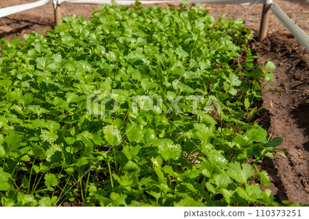 Coriander planting plot healthy food health care concept Coriander planting plot healthy food health care concept 110373251