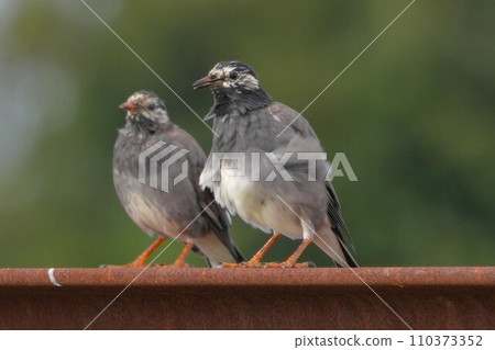 Thrush Thrush 110373352