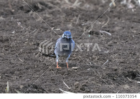 Mustard star Mustard star 110373354