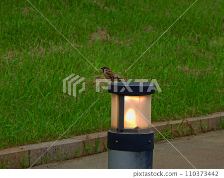 Cute sparrow perching on a light fixture on a park walkway 110373442