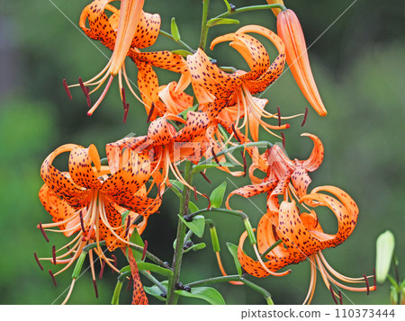 Tiger lily with black spots on a gorgeous large orange blooming in summer 110373444