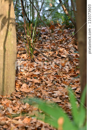 Winter nature park biotope 110373603