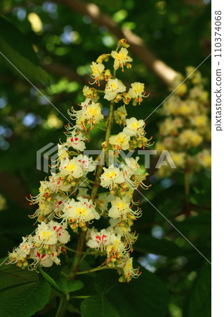 a blooming chestnut tree. Chestnut branch with white flowers candles close-up 110374068