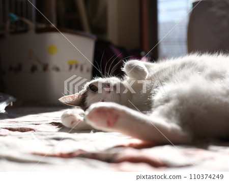 Cat relaxing indoors 51.4 megapixel mirrorless single-lens camera 110374249