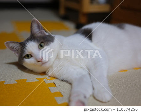 4 year old female cat relaxing on a mat, indoors, 51.4 million pixels 4 year old female cat relaxing on a mat, indoors, 51.4 million pixels 110374256