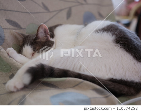 Sleeping cat, 4 year old female cat relaxing on a chair, 51.4 million pixels Sleeping cat, 4 year old female cat relaxing on a chair, 51.4 million pixels 110374258