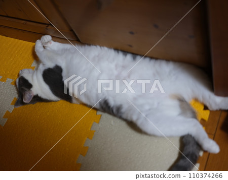 Cat lying down 4 years old female cat lying down while stretching 51.4 million pixels 110374266