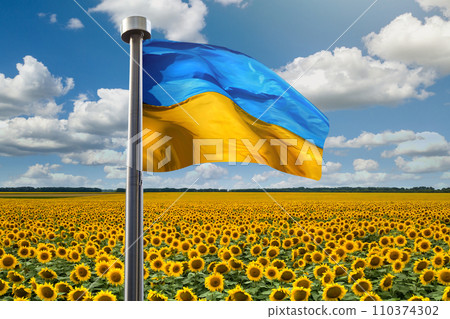 Flag of Ukraine aiganst sunflowers field 110374302