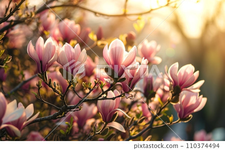 Beautiful magnolia tree blossom in springtime, close up 110374494