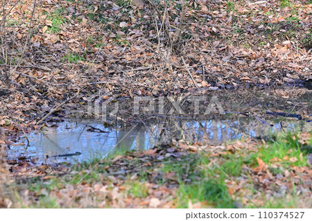 Winter nature park, biotope, clear stream, brook 110374527