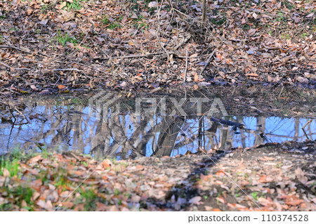 Winter nature park, biotope, clear stream, brook 110374528