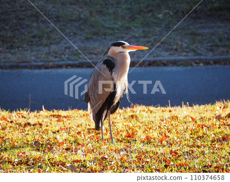 Gray heron Gray heron 110374658