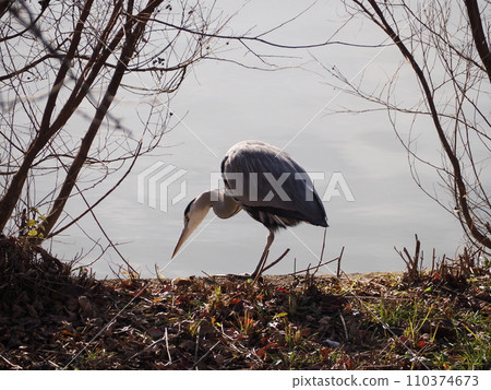 Gray heron Gray heron 110374673