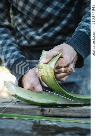 man peels a leaf of aloe vera man peels a leaf of aloe vera 110374942