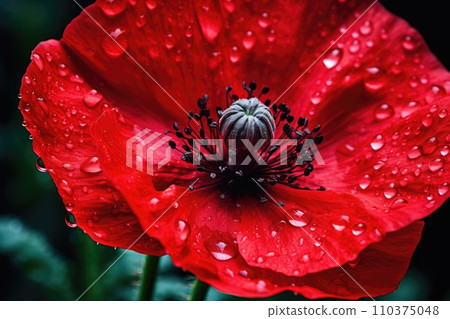 Red poppy with dew drops on the petals 110375048