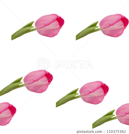 Seamless pattern of tender pink tulips with green stem on white background Seamless pattern of tender pink tulips with green stem on white background 110375362