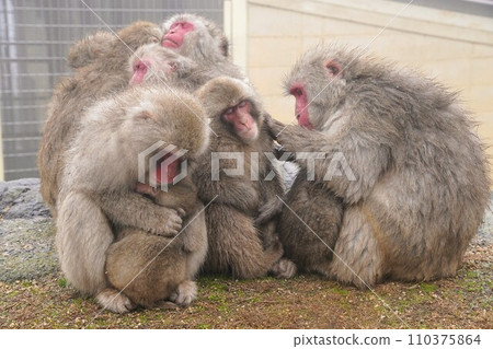 Choshikei Monkey Country [Tonosho Town, Shozu District, Kagawa Prefecture (Shodoshima)] 14 110375864
