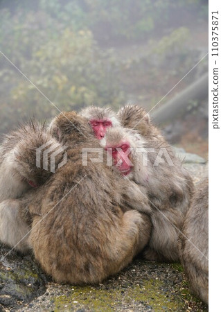 Choshikei Monkey Country [Tonosho Town, Shozu District, Kagawa Prefecture (Shodoshima)] 17 110375871
